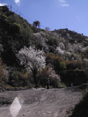 Mandelblüte auf Gran Canaria